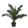 Dadelpalm 175 - 200 cm